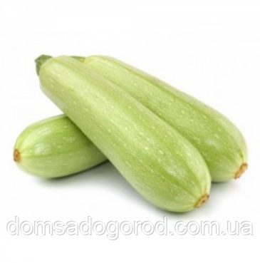 Кабачок KS 1241 F1 | KS 1241 F1 Kitano Seeds 1000 шт