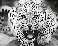 Картина по номерам Хищник в движении Картины в цифрах животные Раскраска Леопард Brushme BS52185
