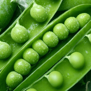 Муціо насіння гороху, 1 кг — ранній, Syngenta, фото 1