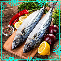 Скумбрія з/г 500+