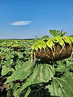 Соняшник (САМУЕЛА) A-G+. Насіння соняшника "САМУЕЛА" 112 днів. Гібрид [САМУЕЛА] 49ц/га. Маїсадур Семанс, фото 6