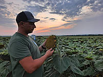 Гібрид соняшника Сантос A-F+. Насіння соняшнику Сантос 45ц/га. Соняшник Сантос під Євролайтинг., фото 5