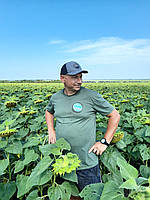 Насіння соняшника під гранстар Бастен. Соняшник Бастен Сумо. Гібрид під гранстар Бастен., фото 10