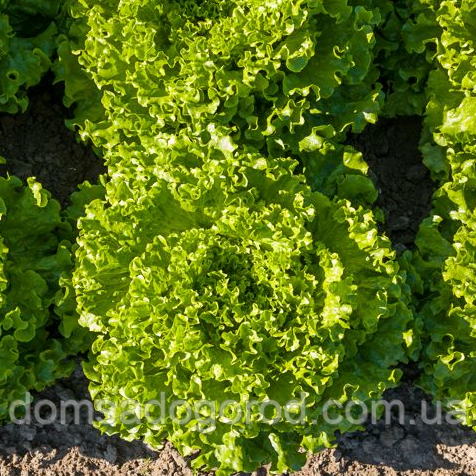 Салат Батавія АВЕЛЕДА F1 | AVELEDA F1 Enza Zaden 5000 насінин