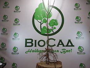 Вишня Любительська, фото 4