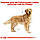 Корм для дорослих собак породи Золотистий ретривер ROYAL CANIN GOLDEN RETRIEVER ADULT 12.0 кг, фото 3