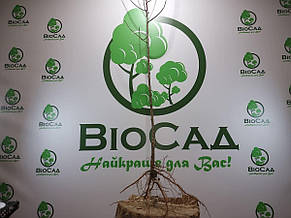 Слива Топ Хіт (Top Hit), фото 4