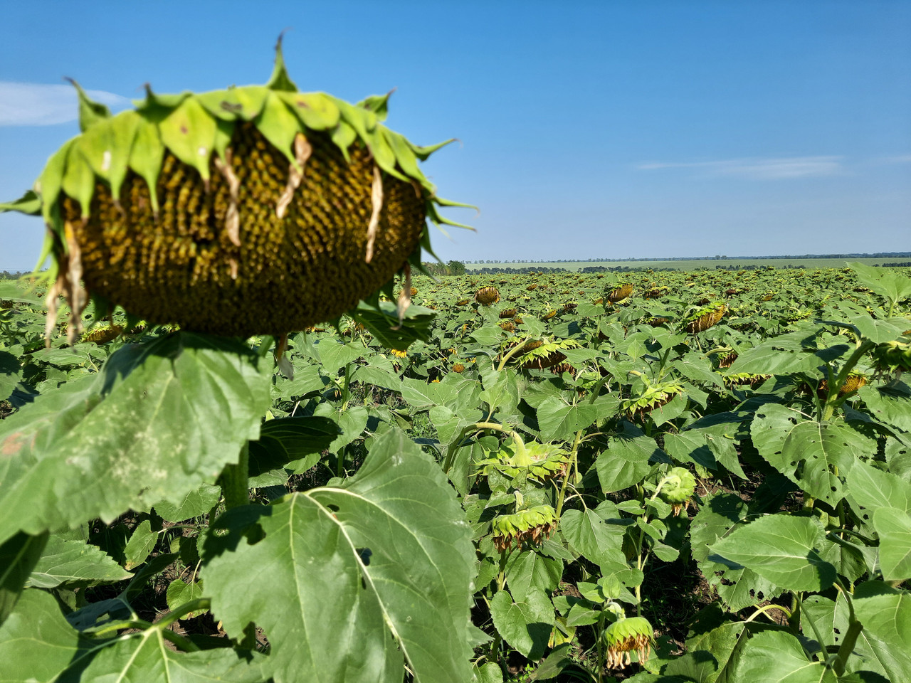 Семена подсолнечника НСХ ТАУРУС под Евролайтинг , Высокоурожайный гибрид Таурус для юга Украины. Стандарт - фото 5 - id-p594275846