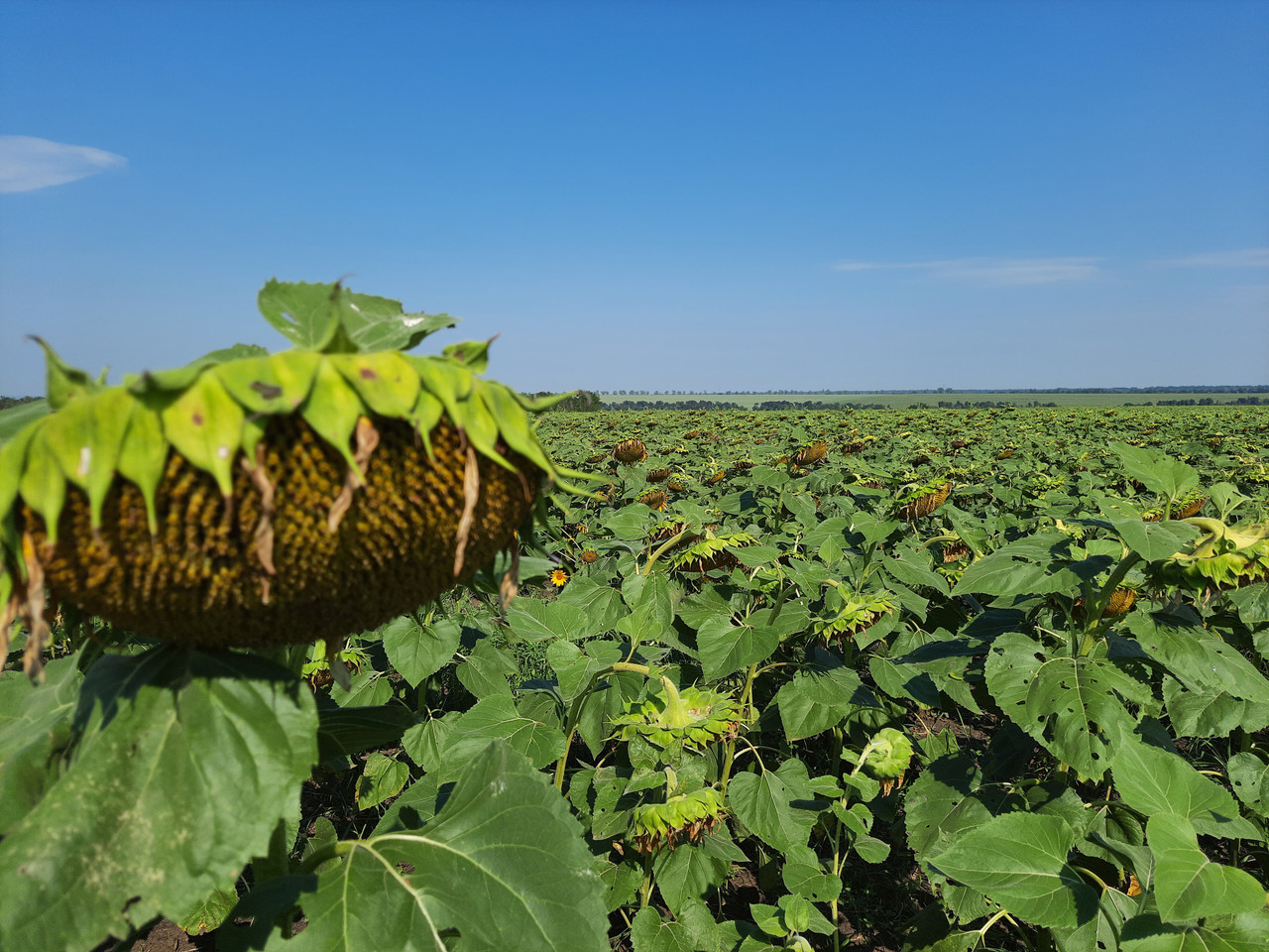 Семена подсолнечника НСХ ТАУРУС под Евролайтинг , Высокоурожайный гибрид Таурус для юга Украины. Стандарт - фото 6 - id-p594275846