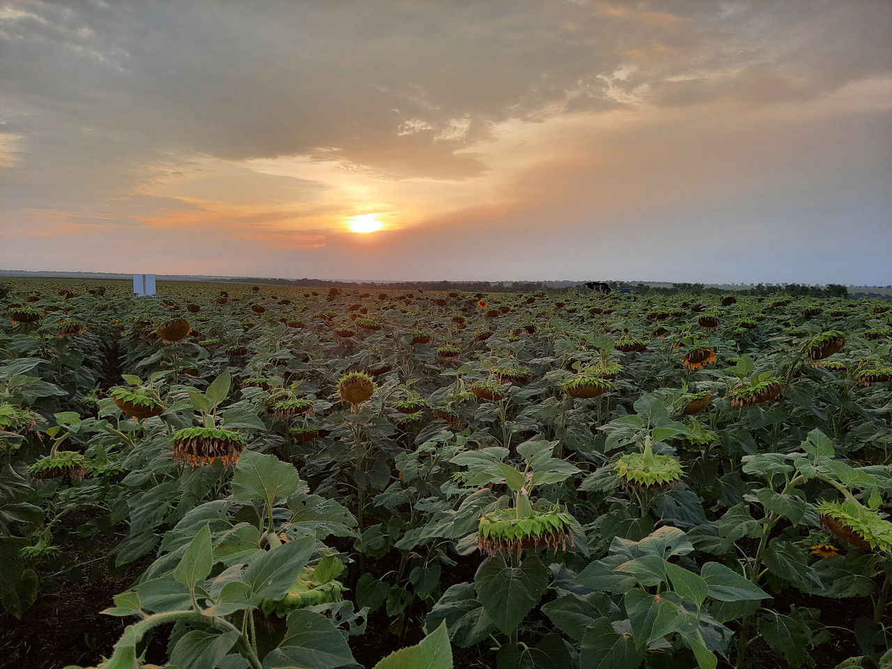 Семена подсолнечника НСХ ТАУРУС под Евролайтинг , Высокоурожайный гибрид Таурус для юга Украины. Стандарт - фото 7 - id-p594275846