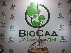 Черешня Дрогана Жовта (Drogana), фото 4