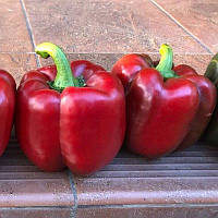 Насіння перцю Крусадер / Crusader F1 (Syngenta), 5 насінин — ранньостиглий (65-70 днів), високоврожайний