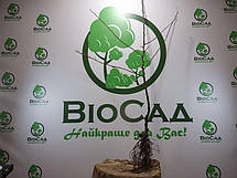 Яблуня червоном'яса Ера (Era), осінній сорт, фото 5