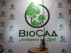 Яблуня Слава Переможцям (осінній сорт), фото 4