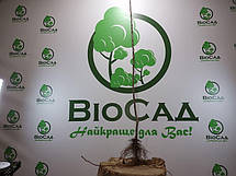 Яблуня червоном'яса Ера (Era), осінній сорт, фото 6
