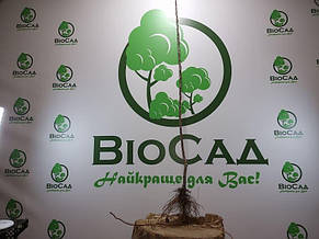 Яблуня Аріва (Ariwa), зимовий сорт, фото 5
