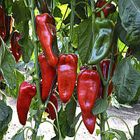 Насіння солодкого перцю Каптур F1 (Seminis), 10 насінин – середньоранній (70-75 днів), великий, конусоподібний