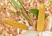 Насіння кукурудзи АНДРЕС (ФАО 350)(економ), ТОВ "ТК Арт-Агро", Україна, фото 2