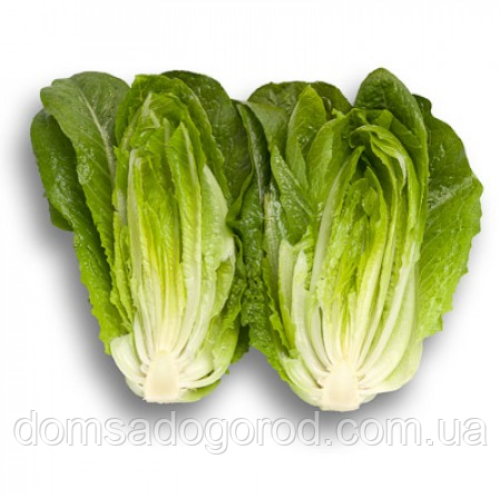 Салат Ромен ЯРА F1 | JARA F1 Enza Zaden 5000 насінин