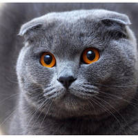 Діамантова вишивка. Картина на підрамнику "Висловухий кіт", 30х30см, квадратні стрази