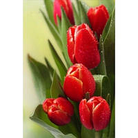 Діамантова вишивка. Картина на підрамнику Тюльпани, 20х30см, квадратні стрази