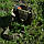 Сумка Badger Outdoor® Hatchet Bag - Olive Green, фото 10