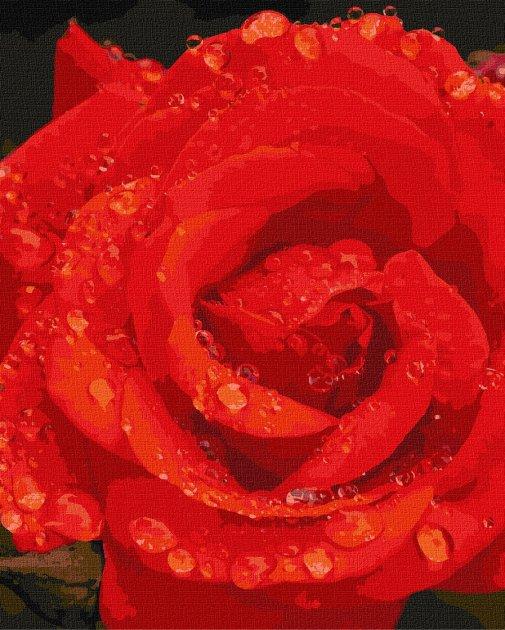 Картина по номерам Троянда в діамантах Идейка 40 х 50 KHO3207