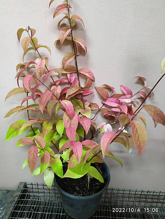 Дейція Меджишн /Deutzia hybrida 'Magicien' в конт. 5л, фото 2