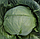 Капуста КАНТО F1 / KANTO F1 Kitano Seeds 1000 насіння, фото 2
