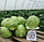 Капуста КАНТО F1 / KANTO F1 Kitano Seeds 1000 насіння, фото 3