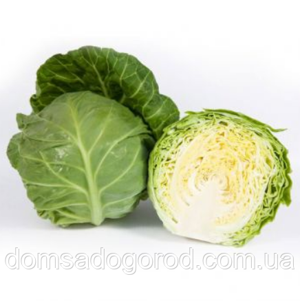 Капуста КС 1431 F1 / КС 1431 F1 Kitano Seeds 2500 насінин