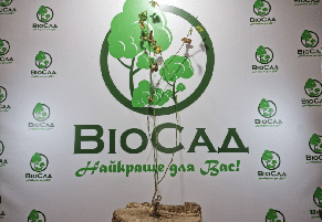 Ожина Прайм Арк Фрідом (Prime Ark Freedom), безколючкова, фото 4