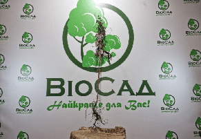 Ожина Прайм Арк Фрідом (Prime Ark Freedom), безколючкова, фото 5