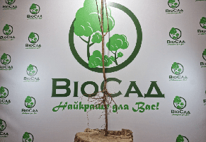 Абрикос Улюблений, фото 3