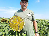 Соняшник ФЛОРІАН 105 днів. Класика насіння ФЛОРІАН A-F. Гібрид (ФЛОРІАН). Екстра фракція, фото 5