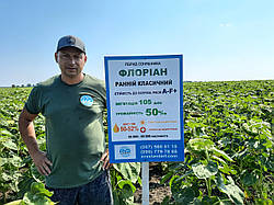 Насіння раньостиглого соняшника Флоріан (105 днів) фракція екстра 