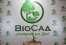 Червона смородина Віка (Vika), середньоранній сорт, фото 6