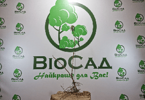 Червона смородина Дарниця, середньоранній сорт, фото 5