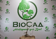 Червона смородина Віксне (Viksne), вишнева, середньоранній сорт, фото 6