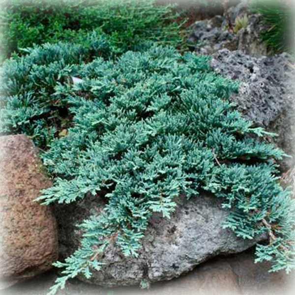 Ялівець горизонтальний Айс Блю (Ace Blue), фото 1