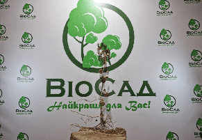 Чорна смородина Краса Львова, фото 4