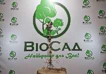 Чорна смородина Голубка, фото 6