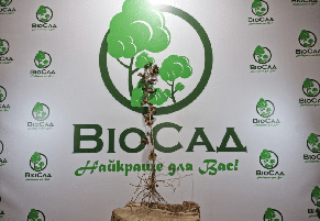 Чорна смородина Краса Львова, фото 5