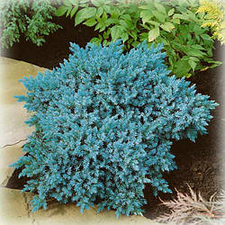 Ялівець лускатий Блю Стар (Blue Star)