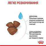 Корм сухий Royal Canin стартер для малих порід MINI STARTER mother & babydog 1 kg, фото 3