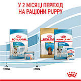 Корм сухий Royal Canin стартер для малих порід MINI STARTER mother & babydog 1 kg, фото 9