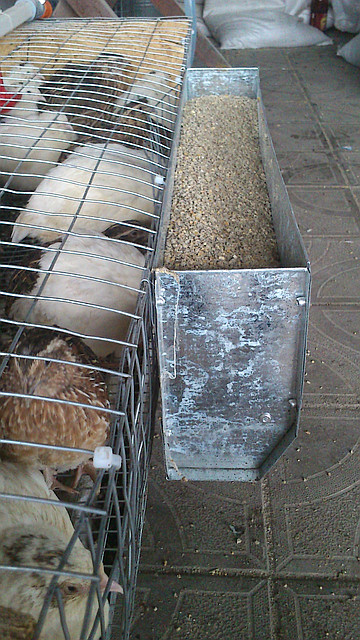 Бункерна годівниця для перепелів 50см