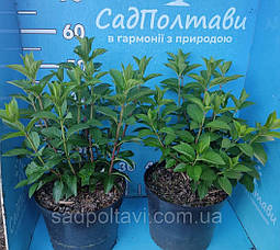 Гортензія Котон крем "Hydrangea pan. Living Cotton Cream" 5ти річні C8, фото 2
