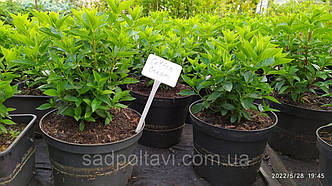 Гортензія Котон крем "Hydrangea pan. Living Cotton Cream" 5ти річні C8, фото 3