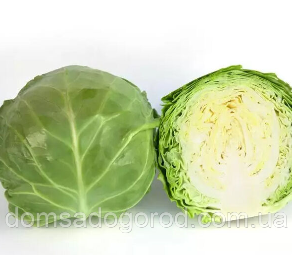 Капуста КС 1450 F1 / КС 1450 F1 Kitano Seeds 2500 насінин